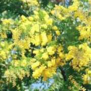 ヒメ日記 2025/03/17 09:21 投稿 一華 モアグループ所沢人妻城