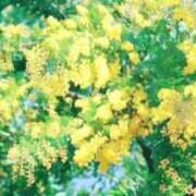 ヒメ日記 2025/04/15 16:51 投稿 一華 モアグループ所沢人妻城