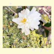 ヒメ日記 2026/01/09 09:21 投稿 一華 モアグループ所沢人妻城