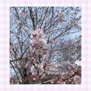 ヒメ日記 2026/03/23 08:21 投稿 一華 モアグループ所沢人妻城