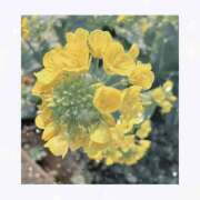 ヒメ日記 2026/04/12 13:03 投稿 一華 モアグループ所沢人妻城