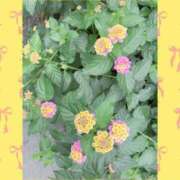 ヒメ日記 2026/08/01 16:39 投稿 一華 モアグループ所沢人妻城