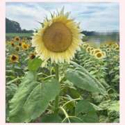 ヒメ日記 2025/08/18 11:53 投稿 星川　りゆ しこたま奥様 札幌店