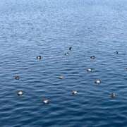 ヒメ日記 2025/04/07 09:08 投稿 嘉神こころ お姉さんLABO -艶-