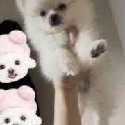 ヒメ日記 2025/06/27 09:34 投稿 嘉神こころ お姉さんLABO -艶-