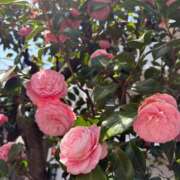 ヒメ日記 2025/04/02 00:18 投稿 みれい『ぽっちゃりコース』 素人学園＠