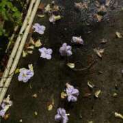 ヒメ日記 2025/11/10 20:33 投稿 みれい『ぽっちゃりコース』 素人学園＠