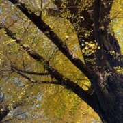 ヒメ日記 2025/12/08 00:18 投稿 みれい『ぽっちゃりコース』 素人学園＠