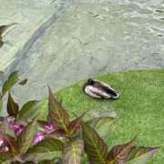 ヒメ日記 2025/08/13 20:51 投稿 徳堂 月乃 クラブアイリス大阪