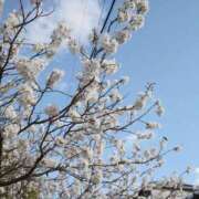 ヒメ日記 2026/04/01 14:25 投稿 徳堂 月乃 クラブアイリス大阪