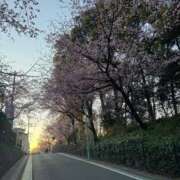 ヒメ日記 2025/03/23 05:05 投稿 ゆうひ サンキュー越谷店