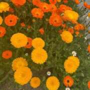 ヒメ日記 2025/08/03 10:34 投稿 【叶 みはや】 梅田ムチSpa女学院