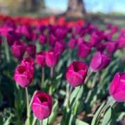 ヒメ日記 2026/04/06 13:44 投稿 【叶 みはや】 梅田ムチSpa女学院