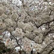 ヒメ日記 2025/04/06 22:00 投稿 かな タレント倶楽部Around40