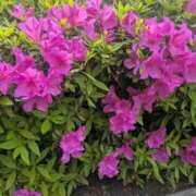 ヒメ日記 2025/04/21 10:17 投稿 あゆむ 木更津人妻花壇