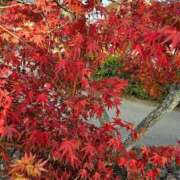 ヒメ日記 2025/12/17 01:18 投稿 レイラ 沖縄素人図鑑