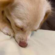 ヒメ日記 2025/11/16 19:20 投稿 はるか フォーチュン