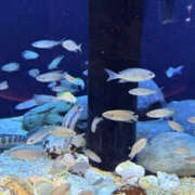 由希 想像以上の..🐟🫧 琥珀（こはく）