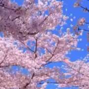 ヒメ日記 2025/04/03 10:59 投稿 さくら Carnival（カーニバル）