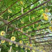 ヒメ日記 2025/07/21 09:28 投稿 みずほ 熟女22時