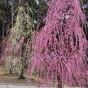 ヒメ日記 2026/03/03 10:05 投稿 みずほ 熟女22時