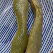 ヒメ日記 2026/04/08 23:51 投稿 ♡スミレ♡ ラブ♡エル霧島店