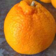 ヒメ日記 2025/02/14 15:20 投稿 ななこ 福岡大野城・板付インターちゃんこ