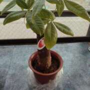 ヒメ日記 2025/03/18 08:08 投稿 ななこ 福岡大野城・板付インターちゃんこ