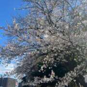 ヒメ日記 2025/04/06 10:05 投稿 せな One More 奥様 鶯谷店