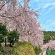 ヒメ日記 2025/04/15 13:05 投稿 せな One More 奥様 鶯谷店