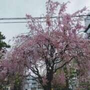 ヒメ日記 2025/04/10 16:19 投稿 みづき(昭和49年生まれ) 熟年カップル名古屋～生電話からの営み～