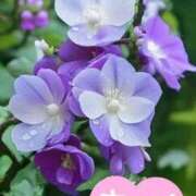 ヒメ日記 2025/06/25 14:20 投稿 みづき(昭和49年生まれ) 熟年カップル名古屋～生電話からの営み～