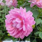 ヒメ日記 2025/06/28 13:31 投稿 みづき(昭和49年生まれ) 熟年カップル名古屋～生電話からの営み～