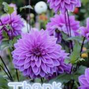 ヒメ日記 2025/06/28 21:15 投稿 みづき(昭和49年生まれ) 熟年カップル名古屋～生電話からの営み～