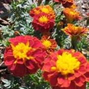 ヒメ日記 2025/11/22 13:30 投稿 みづき(昭和49年生まれ) 熟年カップル名古屋～生電話からの営み～