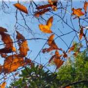 ヒメ日記 2025/11/28 15:22 投稿 みづき(昭和49年生まれ) 熟年カップル名古屋～生電話からの営み～