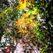 ヒメ日記 2025/11/30 11:00 投稿 みづき(昭和49年生まれ) 熟年カップル名古屋～生電話からの営み～