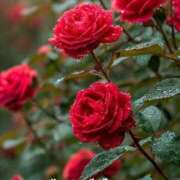 ヒメ日記 2025/12/19 14:52 投稿 みづき(昭和49年生まれ) 熟年カップル名古屋～生電話からの営み～