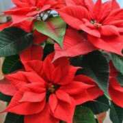 ヒメ日記 2025/12/21 17:32 投稿 みづき(昭和49年生まれ) 熟年カップル名古屋～生電話からの営み～