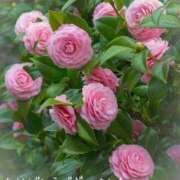 ヒメ日記 2025/12/23 15:14 投稿 みづき(昭和49年生まれ) 熟年カップル名古屋～生電話からの営み～