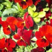 ヒメ日記 2026/01/27 10:12 投稿 みづき(昭和49年生まれ) 熟年カップル名古屋～生電話からの営み～