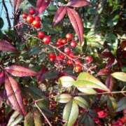 ヒメ日記 2026/01/28 09:53 投稿 みづき(昭和49年生まれ) 熟年カップル名古屋～生電話からの営み～