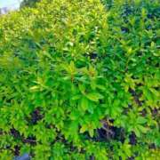 ヒメ日記 2026/03/12 10:24 投稿 みづき(昭和49年生まれ) 熟年カップル名古屋～生電話からの営み～