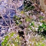 ヒメ日記 2026/03/27 17:37 投稿 みづき(昭和49年生まれ) 熟年カップル名古屋～生電話からの営み～