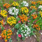 ヒメ日記 2026/03/29 17:34 投稿 みづき(昭和49年生まれ) 熟年カップル名古屋～生電話からの営み～