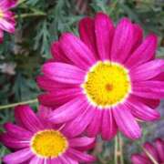 ヒメ日記 2026/03/30 07:07 投稿 みづき(昭和49年生まれ) 熟年カップル名古屋～生電話からの営み～