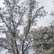 ヒメ日記 2026/04/01 17:27 投稿 みづき(昭和49年生まれ) 熟年カップル名古屋～生電話からの営み～