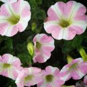 ヒメ日記 2026/04/03 08:59 投稿 みづき(昭和49年生まれ) 熟年カップル名古屋～生電話からの営み～