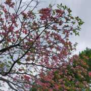 ヒメ日記 2026/04/13 16:06 投稿 みづき(昭和49年生まれ) 熟年カップル名古屋～生電話からの営み～