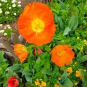 みづき(昭和49年生まれ) 今日も 熟年カップル名古屋～生電話からの営み～